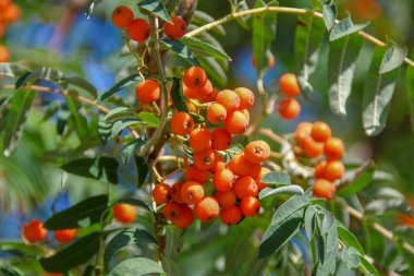 Ağustosta parlak kırmızı güzel kızılcık üzümleri