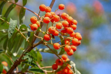 Ağustosta parlak kırmızı güzel kızılcık üzümleri
