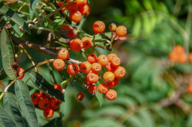 Ağustosta parlak kırmızı güzel kızılcık üzümleri