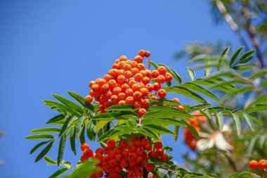Ağustosta parlak kırmızı güzel kızılcık üzümleri