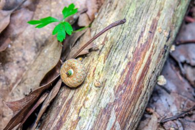 Ormandaki güzel ağaç dokusu