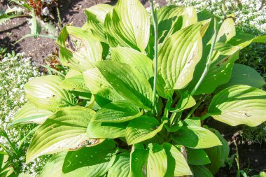 Parktaki çiçek tarhında yeşil yapraklar.