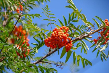 Ağustosta parlak kırmızı güzel kızılcık üzümleri