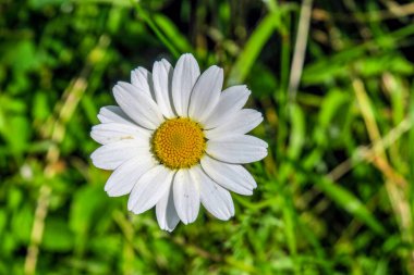 Tarladaki güzel yabani çiçek