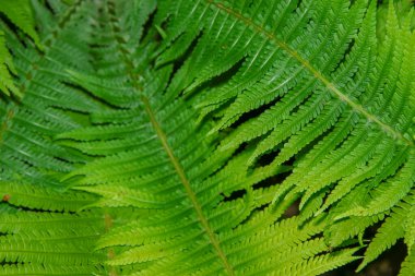 Temmuzda çiçek bahçesinde güzel yeşil çimen filizleri