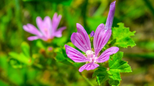 Красива Рожева Дика Квітка Біля Дороги — стокове фото