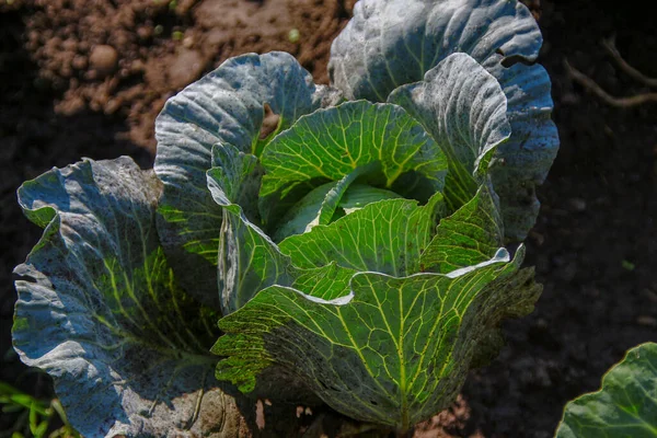 Foglie Cavolo Verde Giardino Agosto — Foto Stock