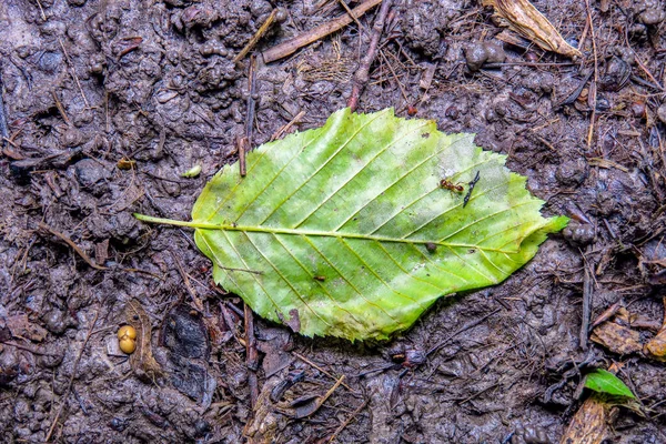 Texture Des Feuilles Vertes Dans Forêt — Photo