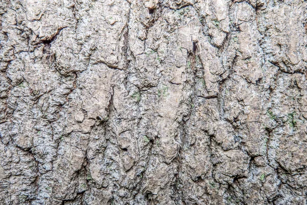 Bela Textura Árvore Floresta — Fotografia de Stock