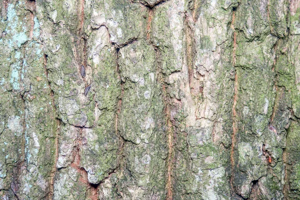 Bela Textura Árvore Floresta — Fotografia de Stock