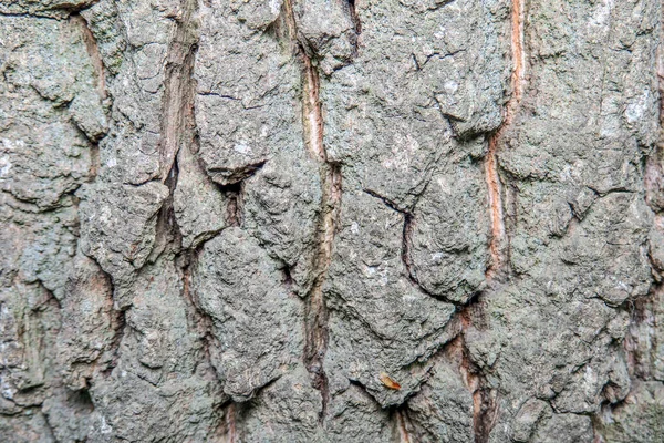 Bela Textura Árvore Floresta — Fotografia de Stock