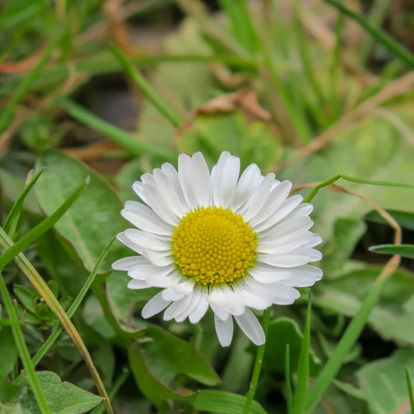 Beautiful Summer Flower Blossom Nature — Stock Photo, Image