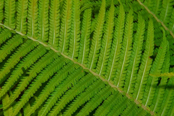 Belles Pousses Herbe Ornementale Verte Dans Jardin Fleurs Juillet — Photo