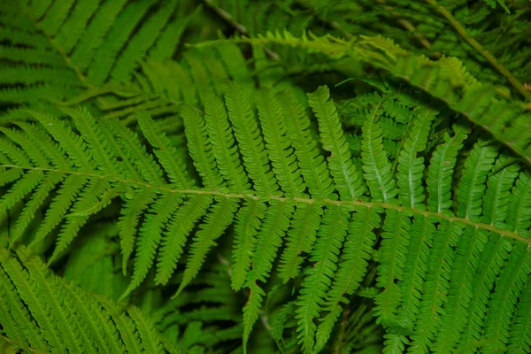 Belles Pousses Herbe Ornementale Verte Dans Jardin Fleurs Juillet — Photo