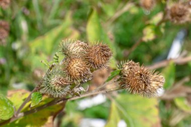 Yellow color of thistles in August