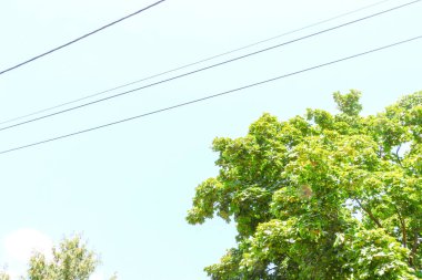 Mavi gökyüzü ve elektrik hatları Ağustos 'ta