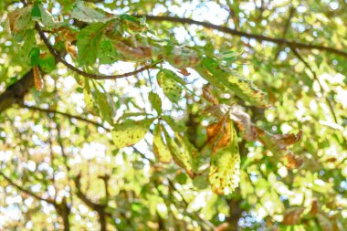 Yellow old chestnut leaves in August in the park