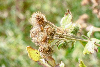 Yellow color of thistles in August