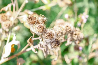 Yellow color of thistles in August