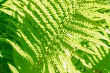 Ağustosta bahçede yeşil yapraklar