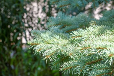 Ağustosta yeşil Noel ağacı iğneleri ve ağaç dalları
