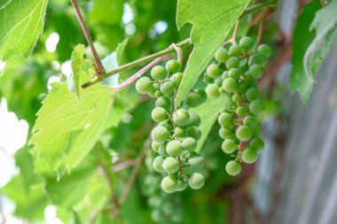 Green bunches and grapes in August