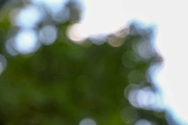 Orman arka planında güneş ışınları var