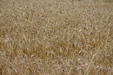 Ağustosta tahılların toplanacağı bir buğday tarlası.