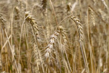 Ağustosta tahılların toplanacağı bir buğday tarlası.
