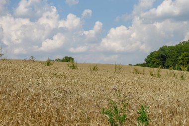 Ağustosta tahılların toplanacağı bir buğday tarlası.