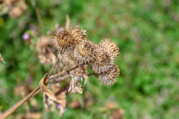 Yellow Color Thistles August — Foto Stock