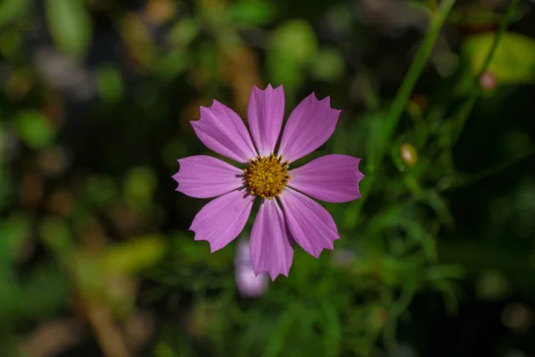 Flor Rosa Con Pétalos Parque Agosto —  Fotos de Stock