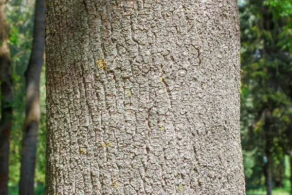 8月に公園内の古い木の冠と樹皮 — ストック写真