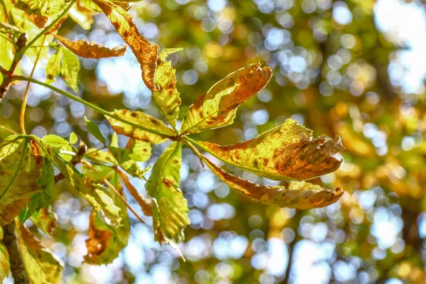 Yellow Old Chestnut Leaves August Park — Stock Photo, Image