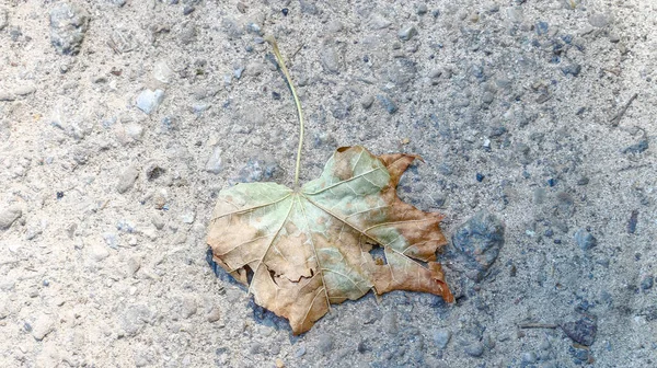 Gelbe Alte Kastanienblätter August Park — Stockfoto