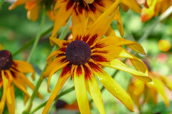 八月份花园里开了一朵黄黑色的花瓣 — 图库照片