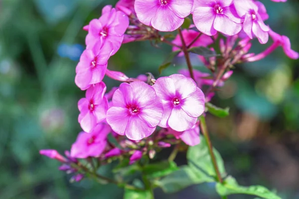 8月に庭に花弁のある小さなピンクの花 — ストック写真