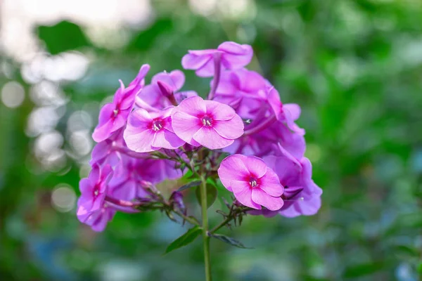 Маленькие Розовые Цветы Лепестками Саду Августе — стоковое фото