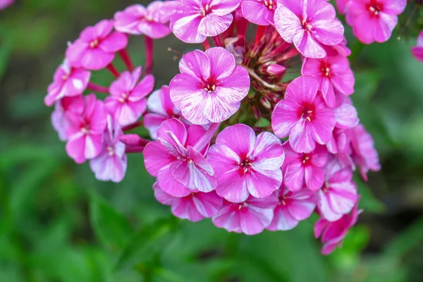8月に庭に花弁のある小さなピンクの花 — ストック写真