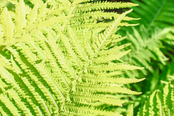 Green decorative leaves in the garden in August