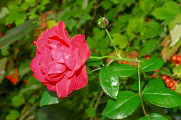 Gyönyörű Vörös Rózsa Virág Kertben Augusztusban — Stock Fotó