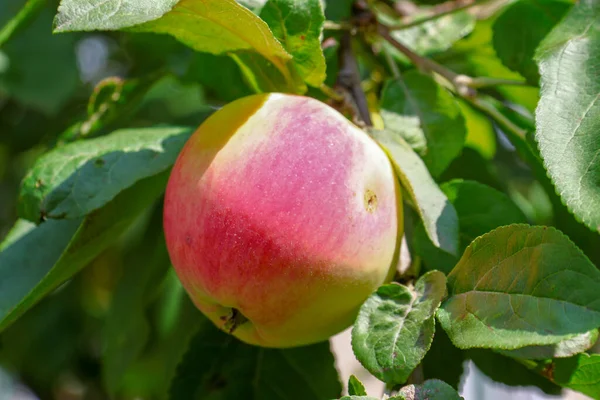 Small Apple August Sun — Stock Photo, Image