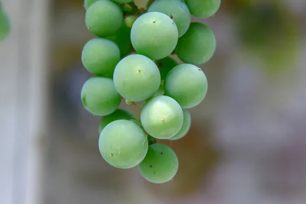 Green Bunches Grapes August — Fotografia de Stock