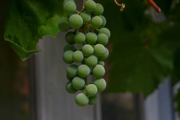 Green Bunches Grapes August — Fotografia de Stock