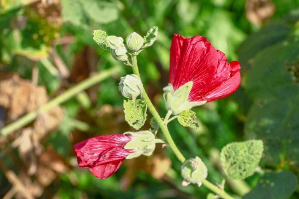 緑の背景に赤い野の花 — ストック写真