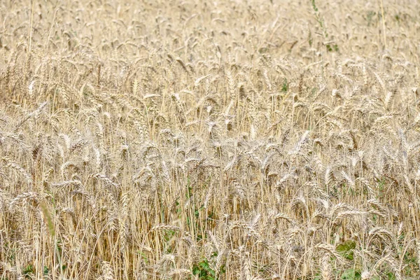 穀物がすぐに収穫される小麦畑8月 — ストック写真