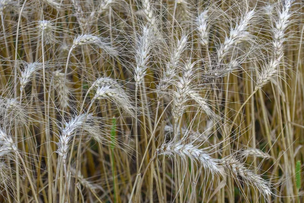 Пшеничное Поле Августе Будет Собрано Зерно — стоковое фото