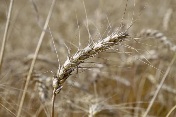 Ein Weizenfeld Auf Dem Bald August Getreide Geerntet Wird — Stockfoto