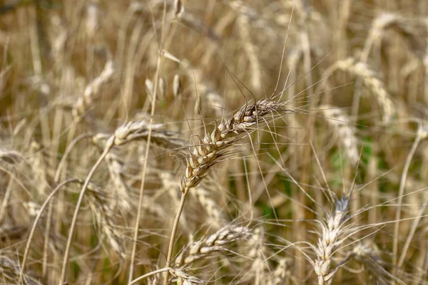 Een Tarweveld Waar Binnenkort Graan Zal Worden Geoogst Augustus — Stockfoto