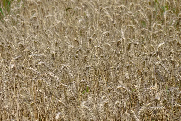 Ένα Χωράφι Σιτάρι Όπου Σύντομα Τρυγηθεί Σιτάρι Τον Αύγουστο — Φωτογραφία Αρχείου